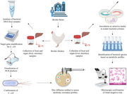 Prevalence and Antimicrobial Resistance Patterns of Escherichia coli Isolated From Broiler Chickens in Sylhet District of Bangladesh.