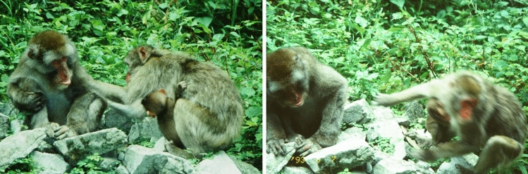 Responses to dying and dead adult companions in a free-ranging, provisioned group of Japanese macaques (Macaca fuscata).
