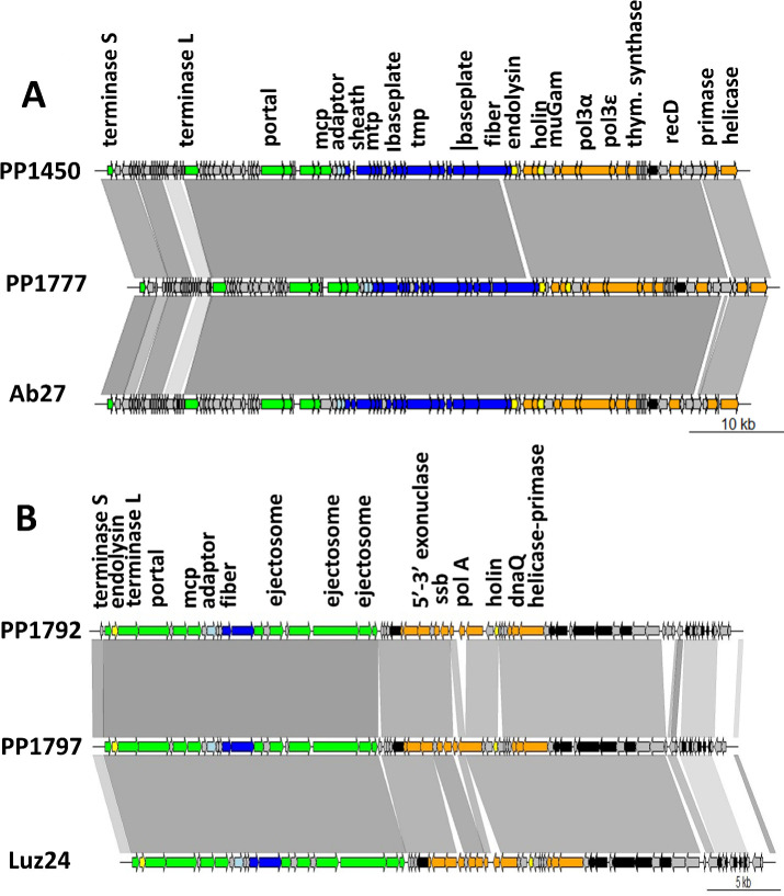 Complementary killing activities of <i>Pbunavirus LS1</i> and <i>Bruynoghevirus LUZ24</i> phages on planktonic and sessile <i>Pseudomonas aeruginosa</i> PAO1 derivatives.
