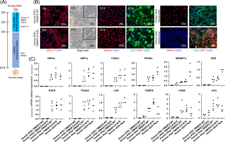 Human-induced pluripotent stem cell-based hepatic modeling of lipid metabolism-associated TM6SF2-E167K variant.