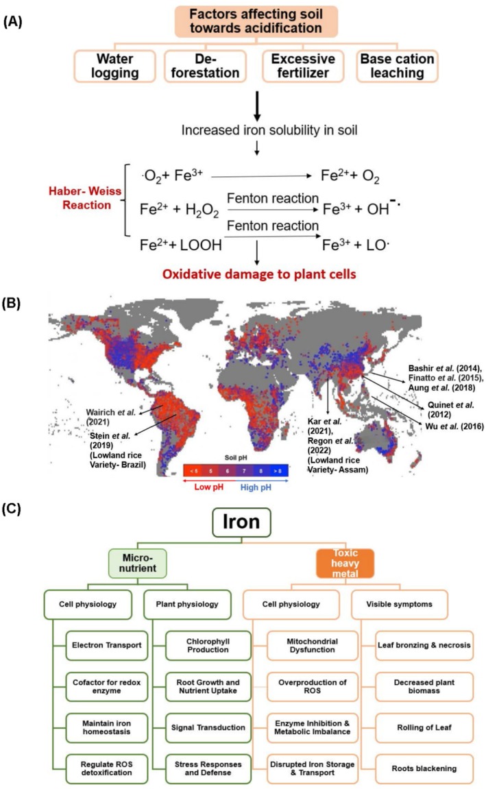 Meta-Analysis of Iron Excess Stress in Rice: Genes and Mechanisms of Tolerance to Acidic Soil.
