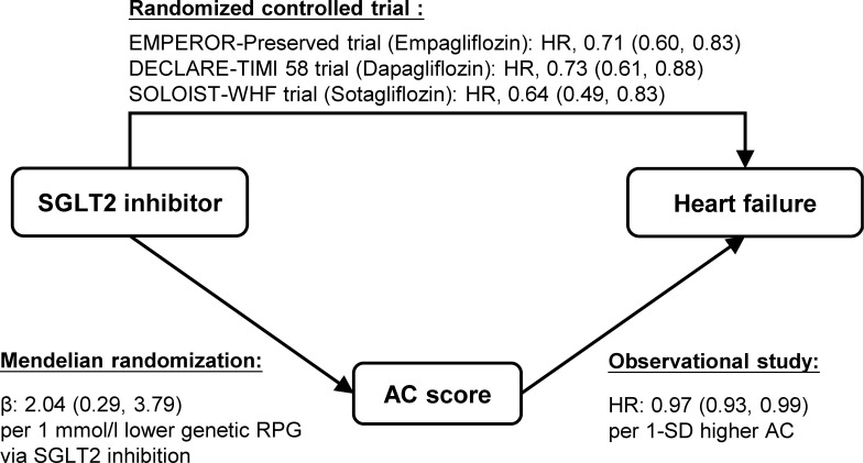 SGLT2 inhibition, acylcarnitines and heart failure: a Mendelian randomization study.