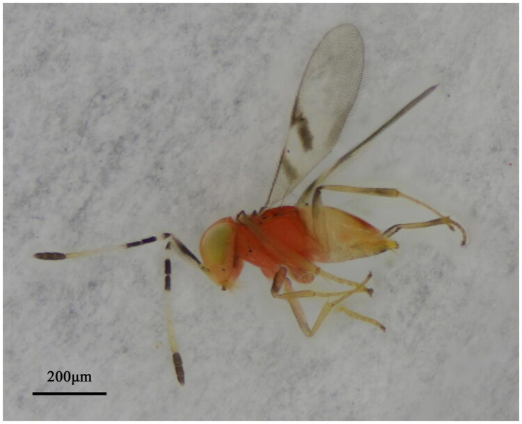 The complete mitochondrial genome of <i>Leptomastidea bifasciata</i> (Hymenoptera: Chalcidoidea: Encyrtidae) and phylogenetic analysis.