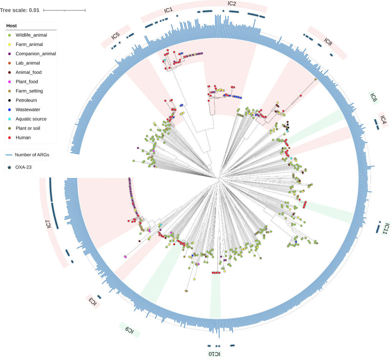 <i>Acinetobacter baumannii</i>: much more than a human pathogen.