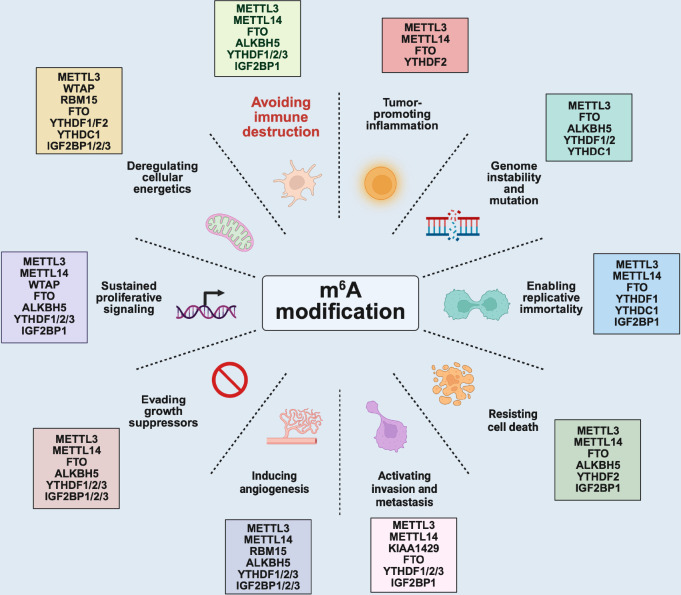 m<sup>6</sup>A-driven transcriptomic rewiring in tumor immune surveillance.
