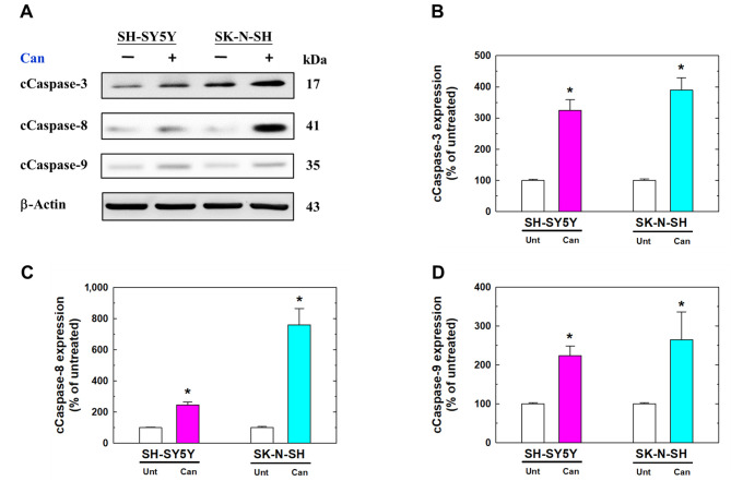Cantharidin Suppresses Cell Viability and Induces Apoptosis of SK-N-SH and SH-SY5Y Cells.