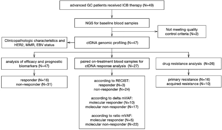 Circulating tumor DNA predicts clinical benefits of immune checkpoint blockade in HER2-negative patients with advanced gastric cancer.