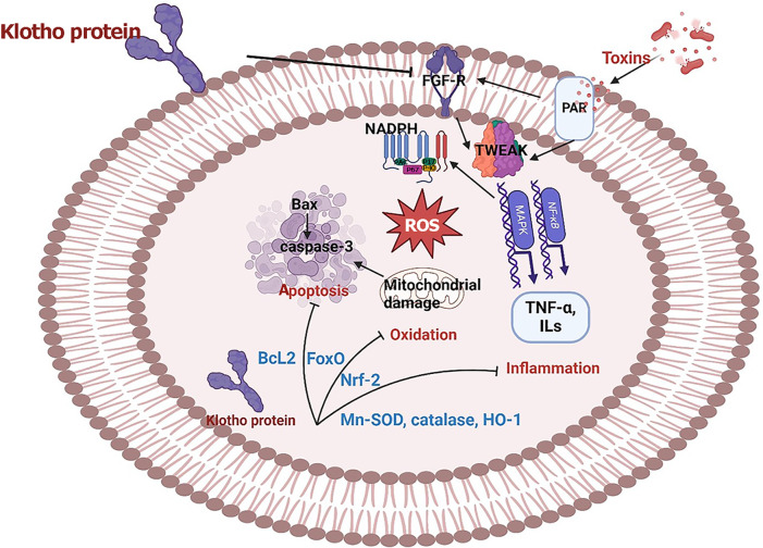 Klotho: A multifaceted protector in sepsis-induced organ damage and a potential therapeutic target.
