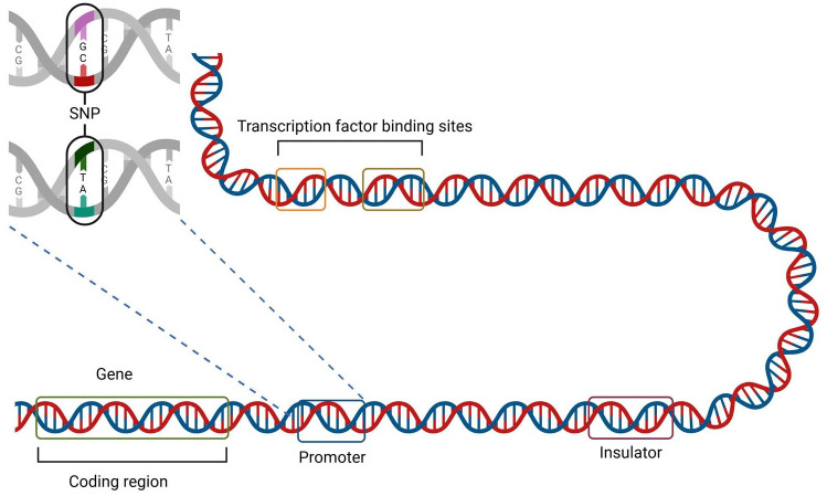 Language Modelling Techniques for Analysing the Impact of Human Genetic Variation.