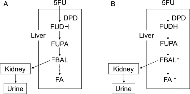 Onco-nephrology in clinical practice: pharmacokinetics, monitoring, and treatment strategies for patients with cancer and impaired renal function.