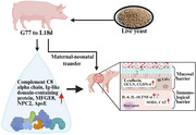 Impact of Gestational and Lactational Live Yeast Supplementation to Sows on Litter Performance, Colostrum and Milk Proteome Profiles.