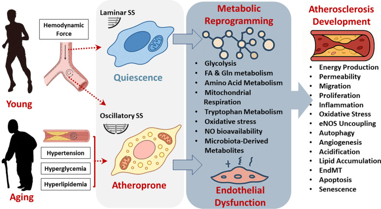 Impacts of aging and fluid shear stress on vascular endothelial metabolism and atherosclerosis development.