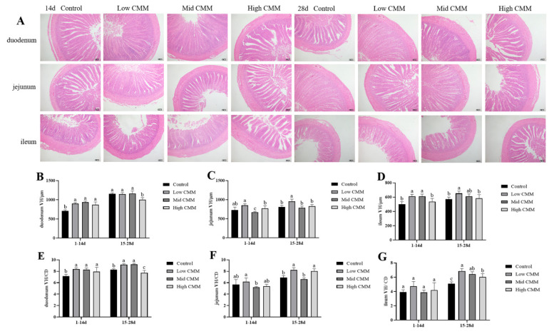 Effects of Cordyceps militaris solid medium on the growth performance, immunity parameters and intestinal health of broilers.