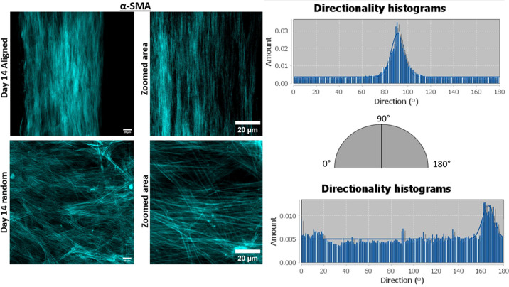 Tissue Architecture Modulates Compositional and Structural Properties of Corneal Myofibroblast-Derived Matrix.