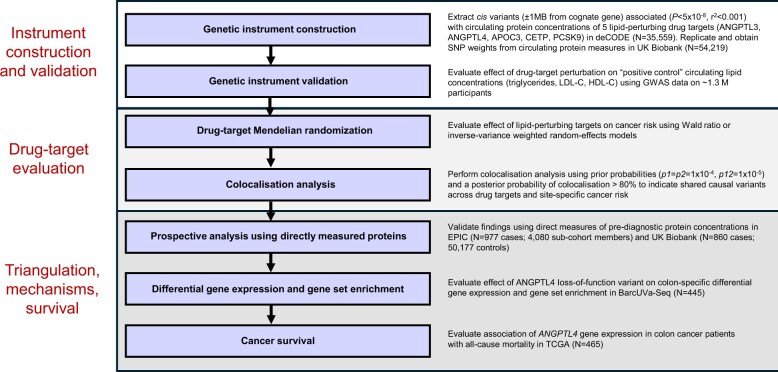 Proteogenomic and observational evidence implicate ANGPTL4 as a potential therapeutic target for colorectal cancer prevention.