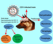Effects of Phenobarbital and Prednisolone on Neurological Signs of Canine Distemper.