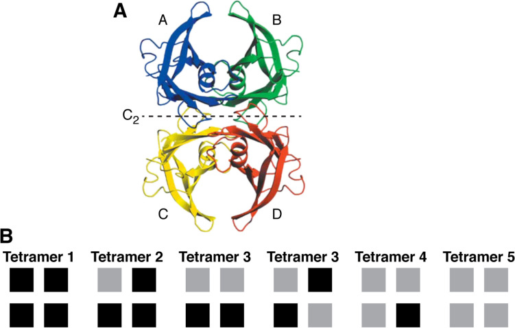 Transthyretin Kinetic Stabilizers for ATTR Amyloidosis: A Narrative Review of Mechanisms and Therapeutic Benefits.