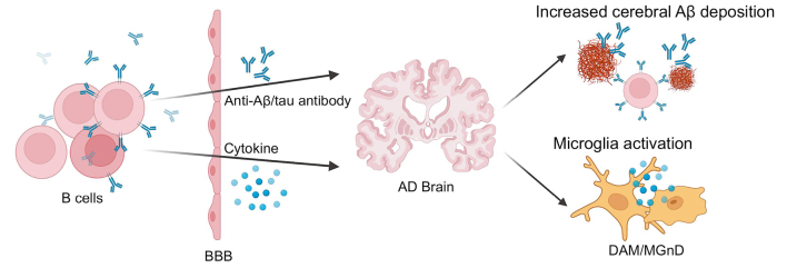 Adaptive immunity in the neuroinflammation of Alzheimer's disease.