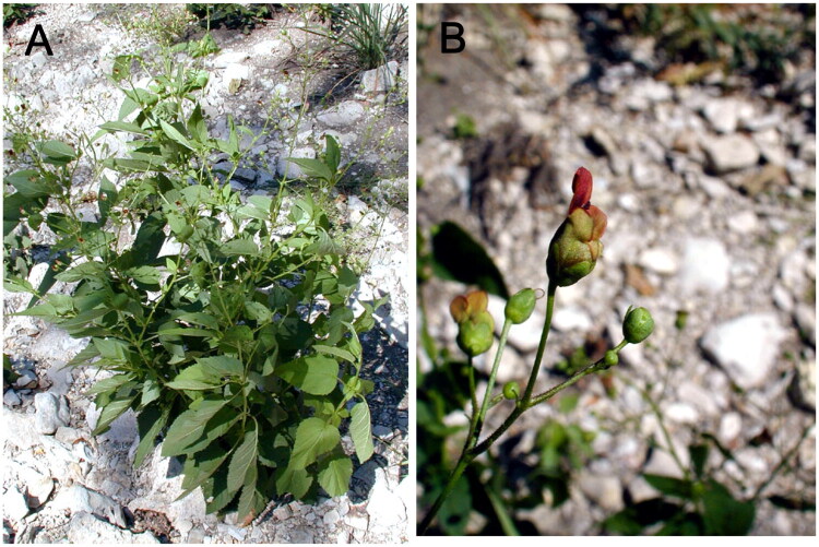 Chloroplast genome characteristics and phylogenetic analysis of <i>Scrophularia marilandica</i> Linnaeus (Scrophulariaceae).