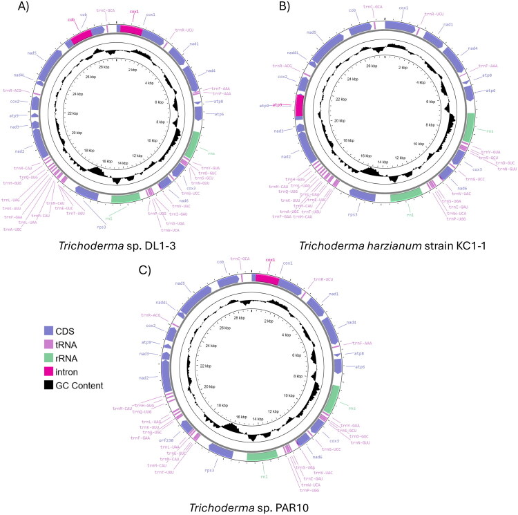 Complete mitochondrial genomes of biological control stains in the <i>Trichoderma harzianum</i> Rifai complex (strains DL1-3, KC1-1, and PAR10) isolated from Californian grapevines.