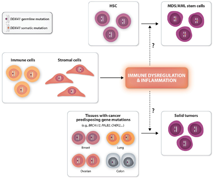 Broadening the differential diagnosis associated with germline <i>DDX41</i> mutations.