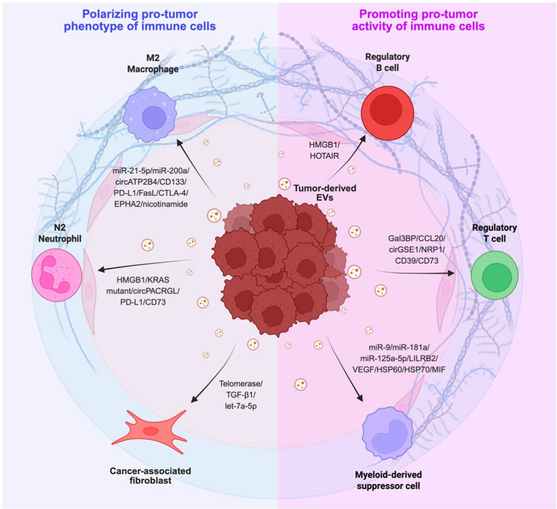 Extracellular vesicles: biogenesis mechanism and impacts on tumor immune microenvironment.