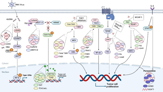 Targeting phase separation: a promising treatment option for hepatocellular carcinoma.