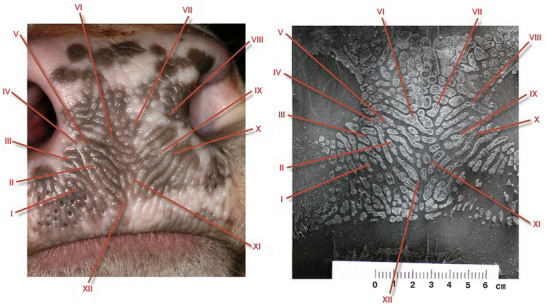 Identification of Cattle Using Nasolabial Plate Imprints and Biometric Analysis.
