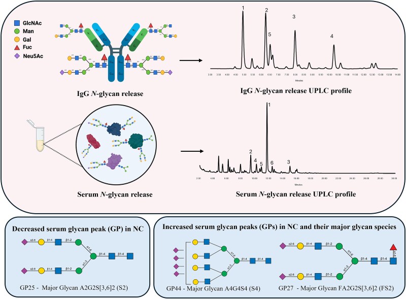 Serum N-glycosylation is altered in Nephropathic Cystinosis.