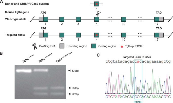 A Novel Mouse Model of Granular Corneal Dystrophy Type II Reveals Impaired Autophagy and Recapitulates Human Pathogenesis.