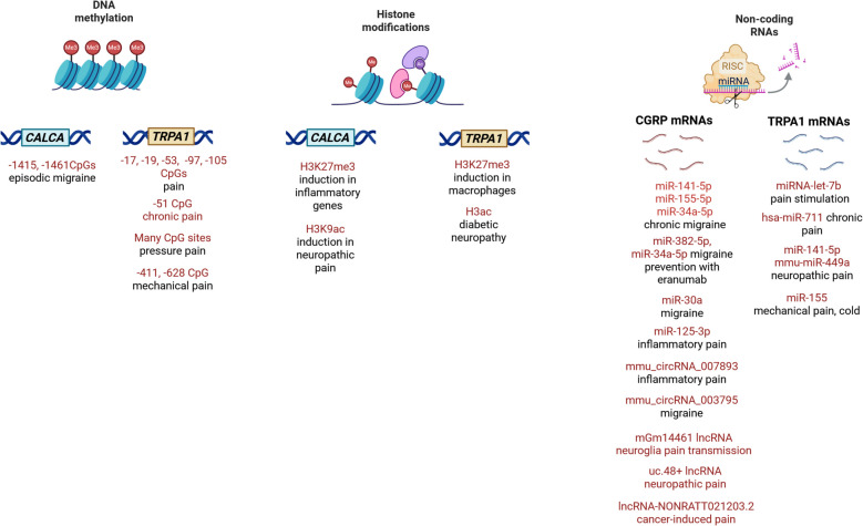 Exploring the epigenetic modifications of the RONS-TRPA1-CGRP axis in migraine pathophysiology.