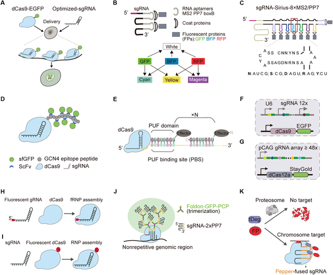 3D Genome Engineering: Current Advances and Therapeutic Opportunities in Human Diseases.