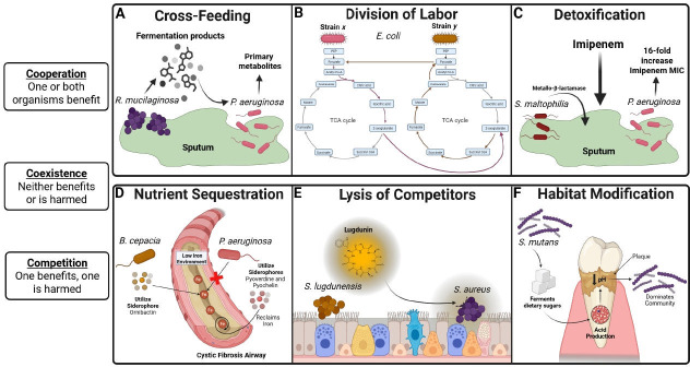 Infections as ecosystems: community metabolic interactions in microbial pathogenesis.