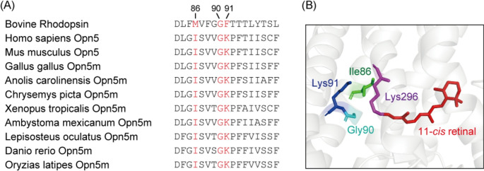 A key spectral tuning site of UV-sensitive vertebrate non-visual opsin Opn5.