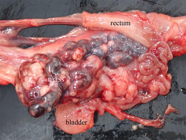 Primary seminal vesicle adenocarcinoma in a squirrel monkey (Saimiri sciureus).