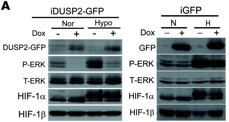 Corrigendum to Suppression of dual-specificity phosphatase-2 by hypoxia increases chemoresistance and malignancy in human cancer cells.