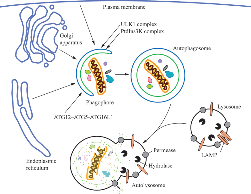 Epilepsy and autophagy modulators: a therapeutic split.