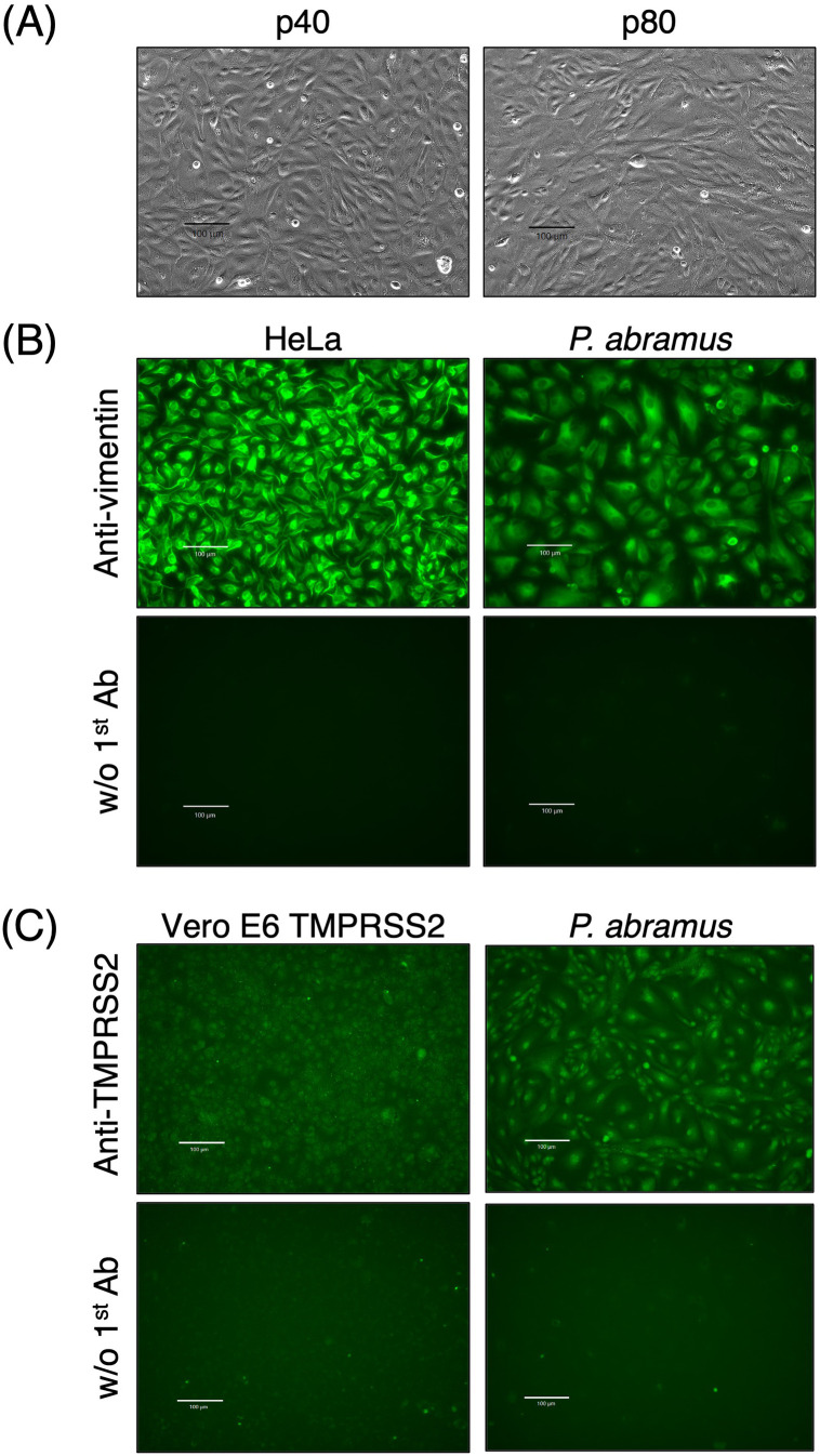 Infection of animal coronaviruses into a bat cell line from the kidney of Pipistrellus abramus.