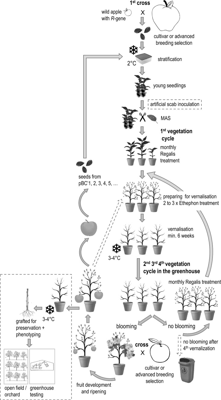 Low input fast-track (LIFT): an approach for fast introgression and stacking of (R-)genes into advanced apple selections.