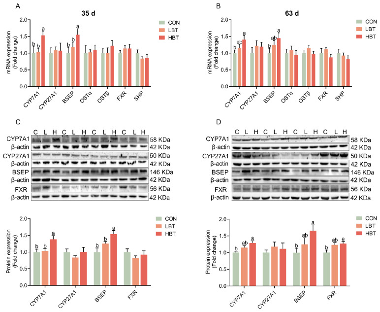Parental betaine supplementation promotes hepatic conversion of cholesterol to bile acids in offspring goslings with epigenetic modulation of CYP7A1 gene.