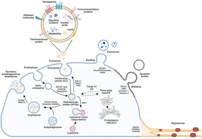Extracellular vesicles: biogenesis mechanism and impacts on tumor immune microenvironment.