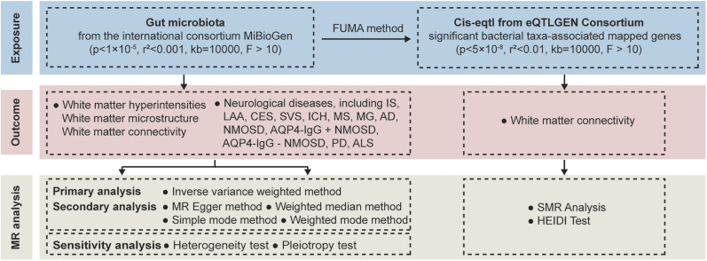 Gut Microbiota and White Matter Integrity: A Two-Sample Mendelian Randomization Analysis.