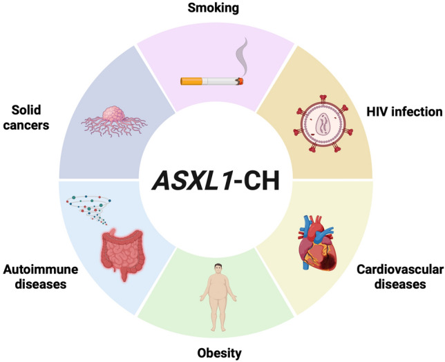ASXL1 mutation-related clonal hematopoiesis and age-related diseases: clinical evidence and molecular insights.