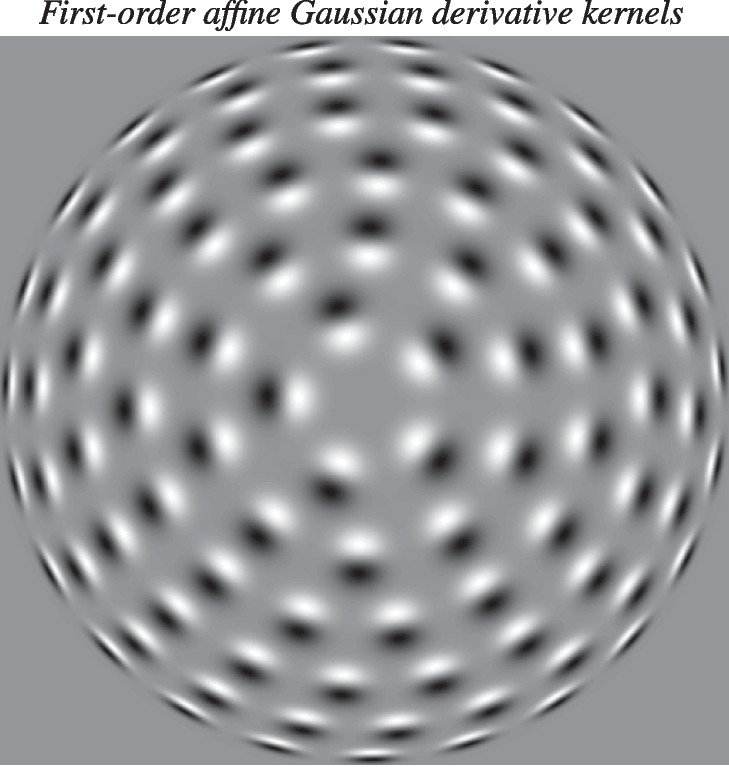 Do the receptive fields in the primary visual cortex span a variability over the degree of elongation of the receptive fields?