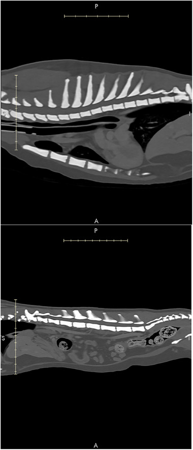 Diffuse Osteosclerosis in a Young Cat Presenting With Chronic Nasal Congestion: A Case Report.