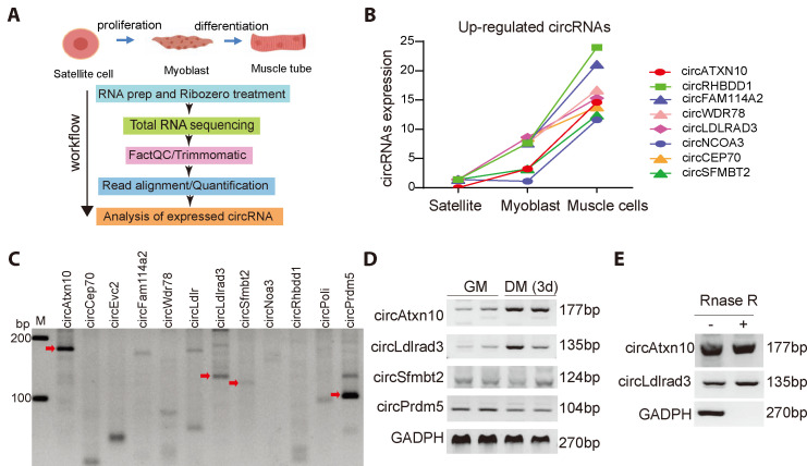 Circular RNA circAtxn10 regulates skeletal muscle cell differentiation by targeting miR-143-3p and Chrna1.