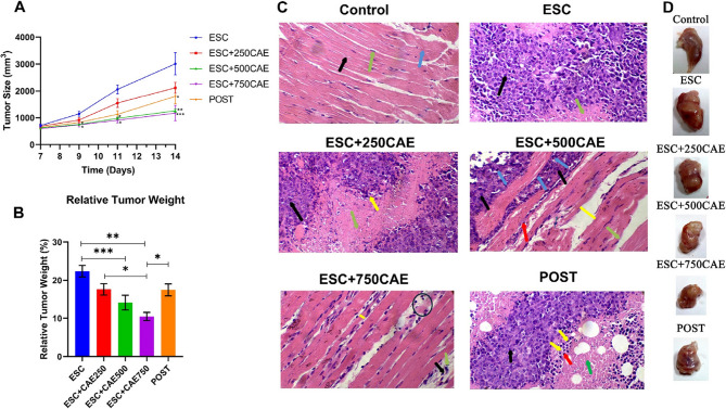 Cicer arietinum extract as antitumor and protective agent against Ehrlich Solid Carcinoma-bearing mice.