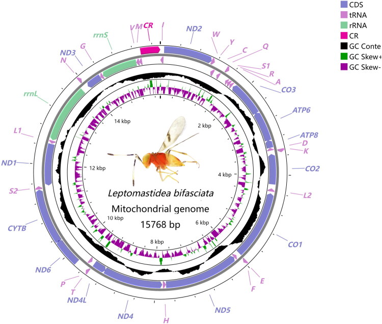 The complete mitochondrial genome of <i>Leptomastidea bifasciata</i> (Hymenoptera: Chalcidoidea: Encyrtidae) and phylogenetic analysis.