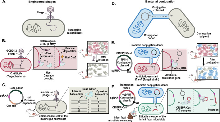 CRISPR-based genetic tools for the study of host-microbe interactions.