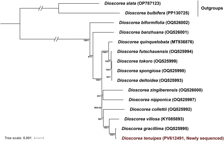 The complete chloroplast genome of <i>Dioscorea tenuipes</i> Franch. & Sav. and its phylogenetic analysis.